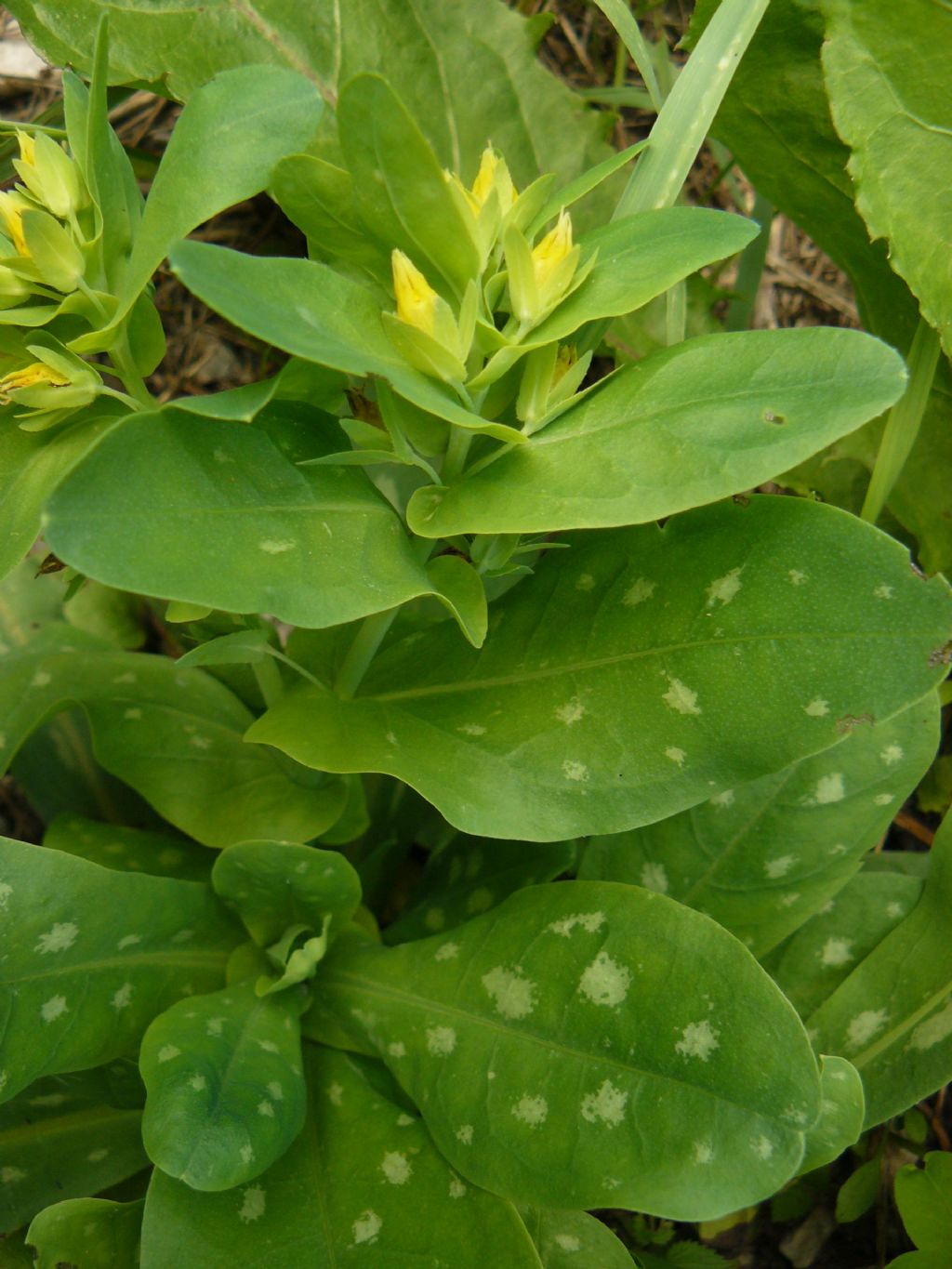 Cerinthe minor / Erba vajola minore